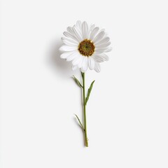 Minimalist single daisy isolated a pure white background delicate petals and sharp details clean floral composition for modern stock and product mockups