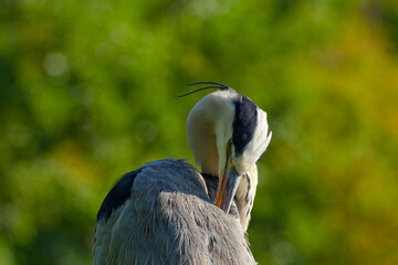Detailed portrait of a grey heron preening its feathers in nature close-up