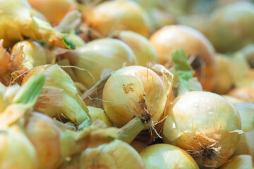 Fresh onion harvest on supermarket shelf