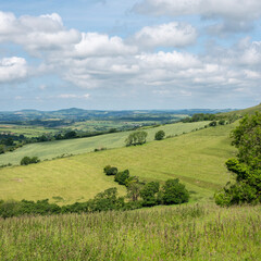 Naklejka premium grassy hills and trees in countryside landscape of south dorset in south england
