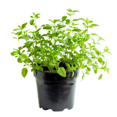 Fresh oregano herb growing in a black plastic pot against a