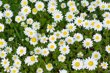 Fototapeta premium Group of Chios Chamomile flowers, Anthemis Chia