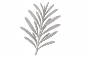 Delicate silver rosemary sprig rendered with precise linework, sketched against transparent backdrop for refined botanical illustration