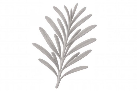 Delicate silver rosemary sprig rendered with precise linework, sketched against transparent backdrop for refined botanical illustration
