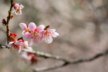 Pink and white plum blossoms in early spring