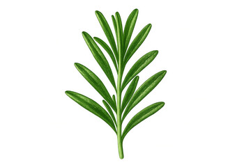 Fototapeta premium Vibrant rosemary branch botanical illustration, showcasing detailed green leaves and delicate texture against transparent backdrop