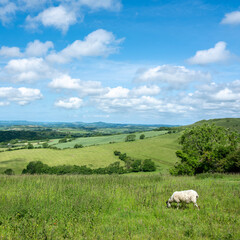 Fototapeta premium sheep in green hills of south dorset near jurassic coast