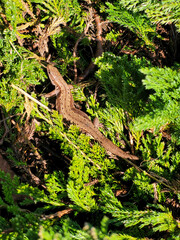 The lizard tries to hide from the photographer's gaze.