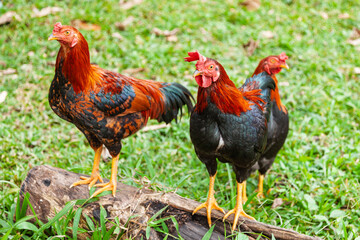 Vietnamese roosters in green grass