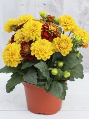 A vibrant potted arrangement of yellow and red flowers, showcasing their beauty and natural appeal.