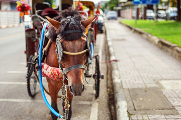 Close-up of a horse used as a carriage. Horse-drawn carriages in lampang, Thailand