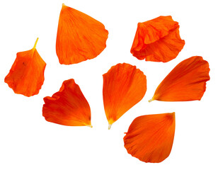  Scattered Orange Poppy Petals, Decorative Floral Element, Isolated on Transparent Background