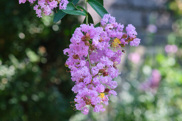 Blooming pink flowers of Lagerstroemia (crepe myrtle) close-up