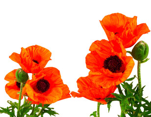 Obraz premium Decorative Arrangement of Orange Poppy Flowers with Leaves, Floral PNG Isolated