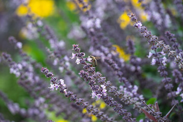 Closeup flower with bee