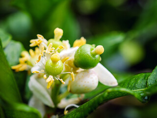 young kaffir limes fruit on kaffir flower, baby kaffir limes forming, citrus hystrix young fruit development