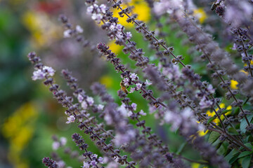 Closeup flower with bee
