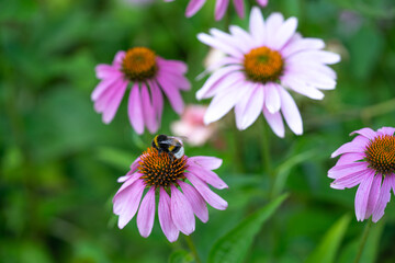 Echinacea closeup