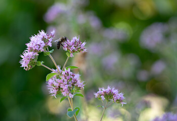 Closeup flower with bee