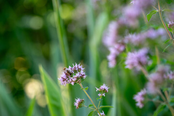 Closeup flower with bee