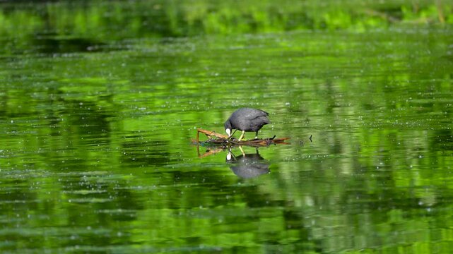 Fulica atra bird builds a nest on a pond
