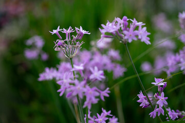 Obraz premium Closeup flower