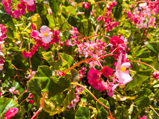 A beautiful, close-up view of a dense cluster of vibrant pink and red Begonia flowers with bright green leaves, illuminated by sunlight.