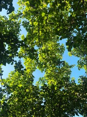 Green leaves viewed from below against clear blue sky  