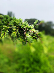 Green tree branch with fresh leaves against blurred natural background  
