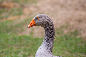 Focused shot on a goose's head and neck, with the soft-focus background drawing attention to the bird.
