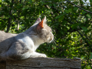 Watchful gray and white cat looking away.