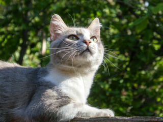 Curious gray and white cat looking up.