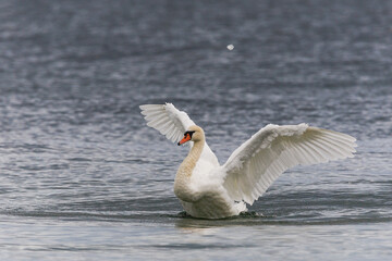 Elegant swan on the sea stretching and flapping its wings, displaying grace and natural beauty in coastal waters