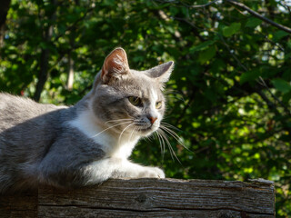 Watchful gray and white cat looking away.