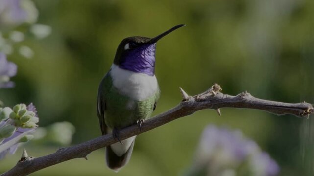 A male Costa's hummingbird perched on a slender, thorny branch in a lush, softly blurred natural setting. The hummingbird iridescent purple gorget shimmering like a jewel under soft, diffused light.