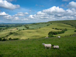 Fototapeta premium sheep in green hills of south dorset near jurassic coast