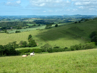 Fototapeta premium sheep in green hills of south dorset near jurassic coast