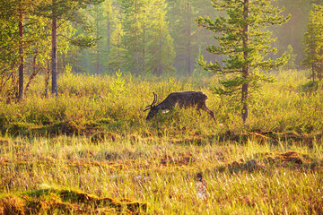 Reindeer standing in a mystical foggy swamp at sunset.  Lapland Nature Reserve, Russia.