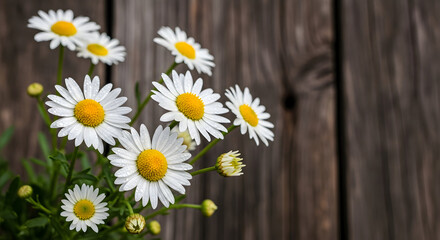 Obraz premium Fresh spring daisies against rustic wooden fence creating a charming country feel
