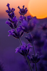 Lavender Sunset Field: Plants bloom during golden hour for aromatherapy essence under soft light.