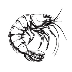 vector illustration of a shrimp