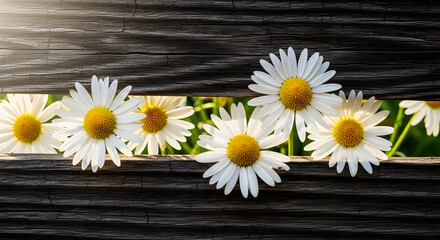 Obraz premium Charming daisies peek through weathered wooden planks creating a rustic scene