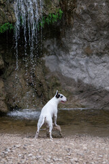 Strength and elegance – Bull Terrier dog among rocks and waterfall in wilderness