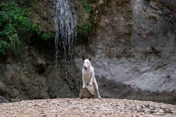 Muscular Bull Terrier outdoors in harsh rocky landscape with water stream © Ирина Андрианова