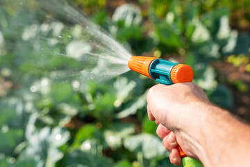 Gardener's hand holds a hose with a sprayer and watered the plants in the garden