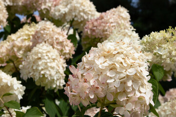 blooming white balls. Selective focus white flower of Hydrangea. Luxurious white flowers with a...