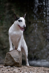 Obraz premium Muscular Bull Terrier dog posing on rugged cliffs with small waterfall behind