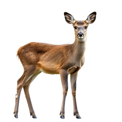 Majestic Female Roe Deer Isolated on Clean Background for Professional Design Projects