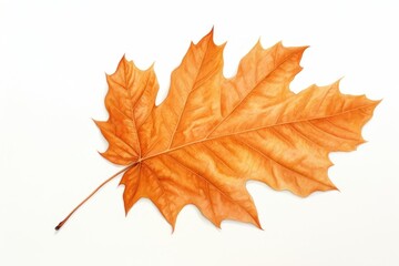 Fototapeta premium Autumn leave leaves maple plant.
