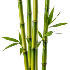 Lush green bamboo stalks with delicate leaves ascending transparent background